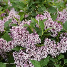 SYRINGA BABY KIM SYRINGA BABY KIM