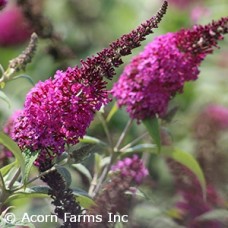 BUDDLEIA MISS RUBY BUDDLEIA MISS RUBY