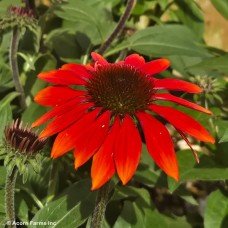 ECHINACEA SANGRITA ECHINACEA SANGRITA