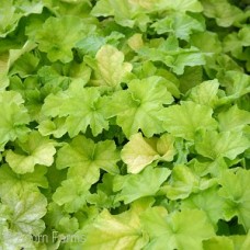 HEUCHERA GUACAMOLE HEUCHERA GUACAMOLE