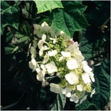 HYDRANGEA QUE PEE WEE HYDRANGEA QUE PEE WEE