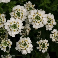 IBERIS SEM PURITY IBERIS SEM PURITY