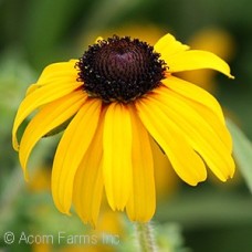 RUDBECKIA AMERICAN GOLD RUSH RUDBECKIA AMERICAN GOLD RUSH