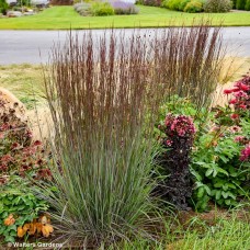 SCHIZACHYRIUM CINNAMON STICKS