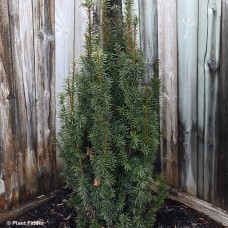 TAXUS MEDIA MAJESTIC