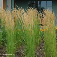 CALAMAGROSTIS ACU KAR FOERSTER