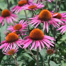 ECHINACEA PICA BELLA ECHINACEA PICA BELLA