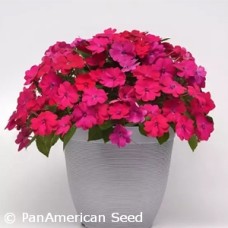 IMPATIENS SOLARSCAPE MAGENTA IMPATIENS SOLARSCAPE MAGENTA