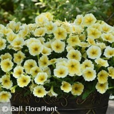 PETUNIA BEES KNEES