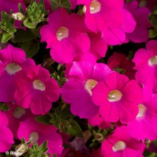PETUNIA BLANKET ROSE