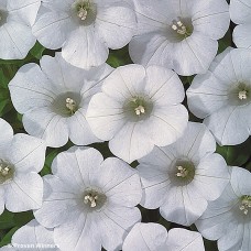 PETUNIA BLANKET WHITE PETUNIA BLANKET WHITE