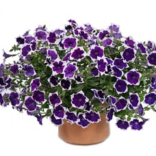 PETUNIA CASCADIAS RIM VIOLET PETUNIA CASCADIAS RIM VIOLET