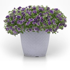 PETUNIA FROSTED SAPPHIRE PETUNIA FROSTED SAPPHIRE