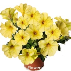 PETUNIA SANGUNA BANANA CANDY PETUNIA SANGUNA BANANA CANDY