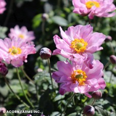 ANEMONE FANTASY POCAHONTAS ANEMONE FANTASY POCAHONTAS