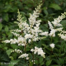 ASTILBE ARE BRIDAL VEIL