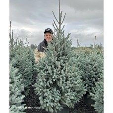 PICEA ABIES PAULS SELECT PICEA ABIES PAULS SELECT