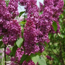 SYRINGA VUL LUDWIG SPAETH SYRINGA VUL LUDWIG SPAETH