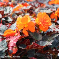 BEGONIA ICONIA ORANGE BEGONIA ICONIA ORANGE