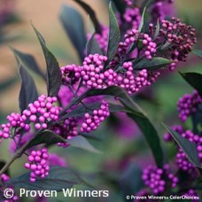 CALLICARPA PEARL GLAM CALLICARPA PEARL GLAM