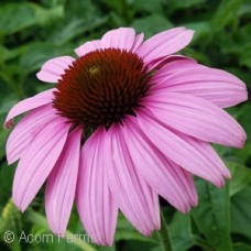 ECHINACEA MAGNUS ECHINACEA MAGNUS