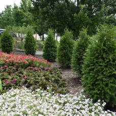 THUJA PLI JUNIOR GIANT THUJA PLI JUNIOR GIANT
