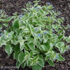 BRUNNERA MAC VARIEGATA BRUNNERA MAC VARIEGATA