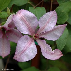 CLEMATIS MARGARET HUNT CLEMATIS MARGARET HUNT