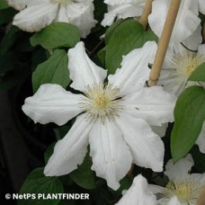 CLEMATIS TOKI CLEMATIS TOKI