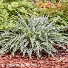 HOSTA SILLY STRING HOSTA SILLY STRING