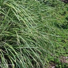 MISCANTHUS SIN LITTLE ZEBRA