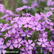 PHLOX SUB PURPLE BEAUTY PHLOX SUB PURPLE BEAUTY