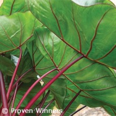 COLOCASIA HAWAIIAN PUNCH COLOCASIA HAWAIIAN PUNCH