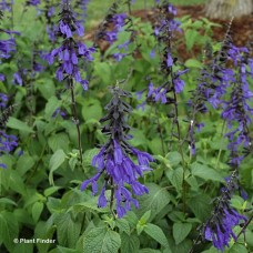 SALVIA BLACK AND BLOOM SALVIA BLACK AND BLOOM