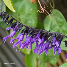 SALVIA PURPLE AND BLOOM SALVIA PURPLE AND BLOOM