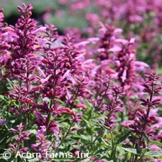 AGASTACHE ROSIE POSIE AGASTACHE ROSIE POSIE