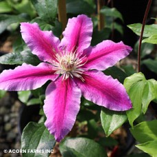 CLEMATIS DR RUPPEL CLEMATIS DR RUPPEL