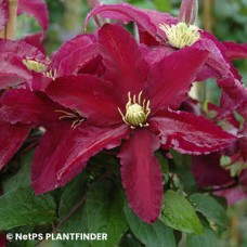 CLEMATIS NIOBE CLEMATIS NIOBE