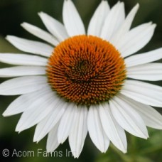 ECHINACEA FRAGRANT ANGEL ECHINACEA FRAGRANT ANGEL