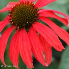 ECHINACEA TOMATO SOUP ECHINACEA TOMATO SOUP