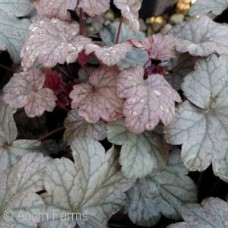 HEUCHERA STAINLESS STEEL HEUCHERA STAINLESS STEEL