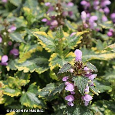 LAMIUM MAC ANNE GREENAWAY LAMIUM MAC ANNE GREENAWAY
