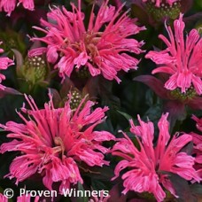 MONARDA PARDON MY ROSE MONARDA PARDON MY ROSE