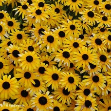RUDBECKIA VIETTES LITTLE SUZY