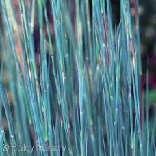 SCHIZACHYRIUM THE BLUES SCHIZACHYRIUM THE BLUES