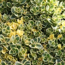 SEDUM SUNSPARKLER LIME TWISTER SEDUM SUNSPARKLER LIME TWISTER