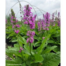 STACHYS SUMMER ROMANCE
