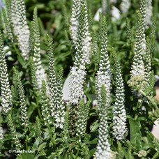 VERONICA WHITE WANDS