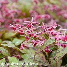 EPIMEDIUM PINK CHAMPAGNE