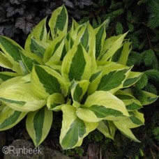 HOSTA YELLOW POLKA DOT BIKINI HOSTA YELLOW POLKA DOT BIKINI